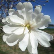 Саджанець Магнолія зірчаста Роял Стар в контейнері